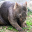 The Wombat A Close Relative to the Koala - Brisbane, Australia