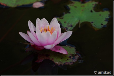 _DSD7598_ka