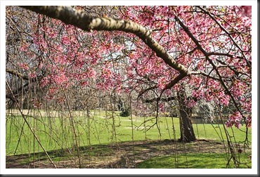 2012Mar17-Brookside-Gardens-Peg-7