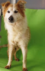 GLENDO Viejito con glaucoma, super cariñoso le encanta que lo toquen, socializa con otros perros.