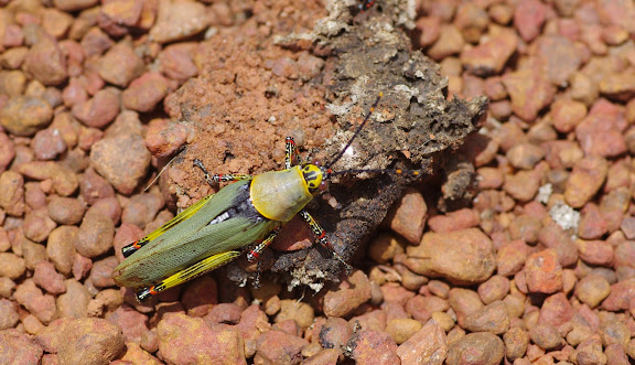 Orthoptère : Acrididae : Zonocerus variegatus LINNAEUS, 1758, sur la piste d'Ebogo. Cameroun, 8 avril 2012. Photo : J.-M. Gayman