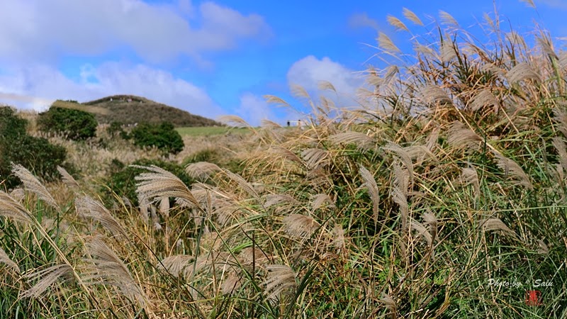 台北 陽明山 冷水坑 擎天崗 秋 芒