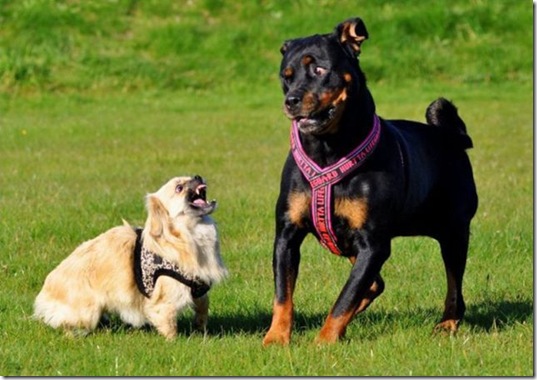 funny-animals-cute-2
