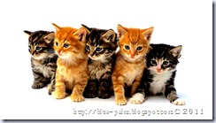 cat-kitten-kitty-pussy-cute-sweet-picture-photo- cat-kitten-kitty-pussy-cute-sweet-picture-photo-