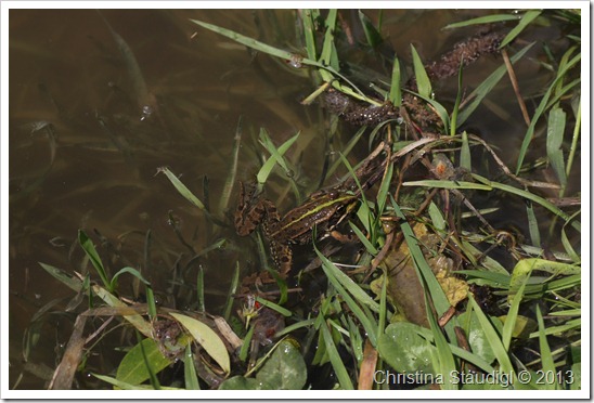 Wasserfrosch Wasserfrosch