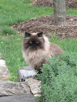 I've tried talking to Bartok and he just stares at me with those big icy blue eyes of his.