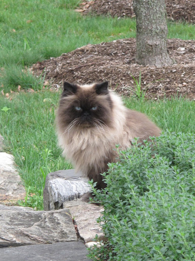 I've tried talking to Bartok and he just stares at me with those big icy blue eyes of his.