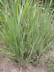 Burning Warm Season Grasses every 3-5 years removes accumulated  thatch, a critical habitat component for Bob White Quail.