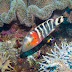 Redbreasted Wrasse - Photo (c) 104623964081378888743, some rights reserved (CC BY-NC-SA)