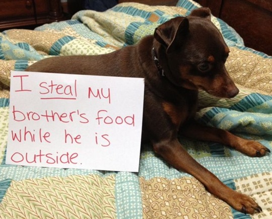 [dog-shaming-bad-19%255B2%255D.jpg]
