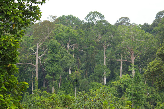 Diptérocarpes dans la forêt de Sepilok (Sabah). 10 août 2011. Photo : J.-M. Gayman