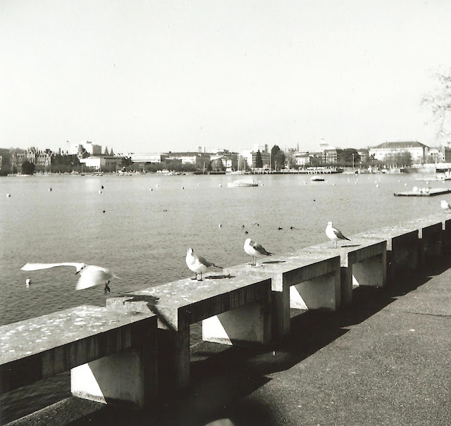 seagull_film2_2.jpg