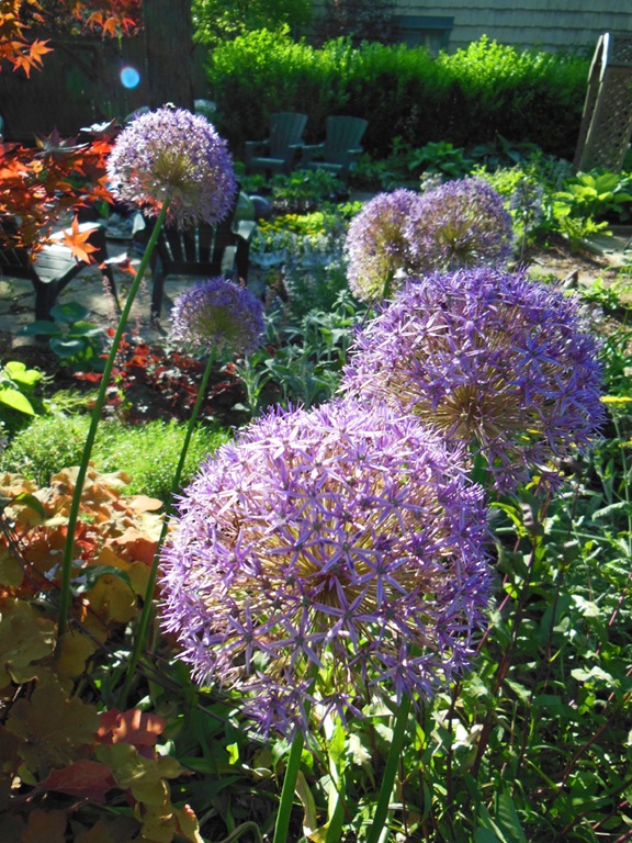 [Alliums%2520in%2520Back.jpg]