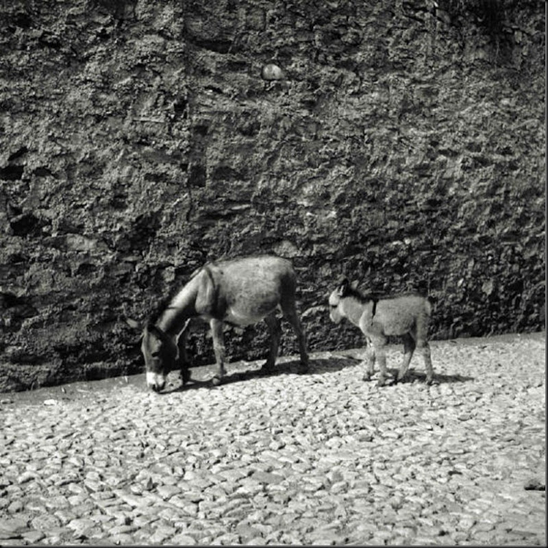 © Ugo Pellis-Museo delle Culture, Lugano, Switzerland. - Asina e asinello - Meana Sardo . 6 Giugno 1934