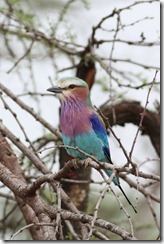 Lillac-breasted Roller