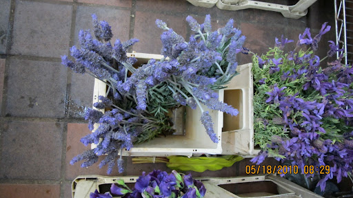 Can you believe lavender at this time of the year!
