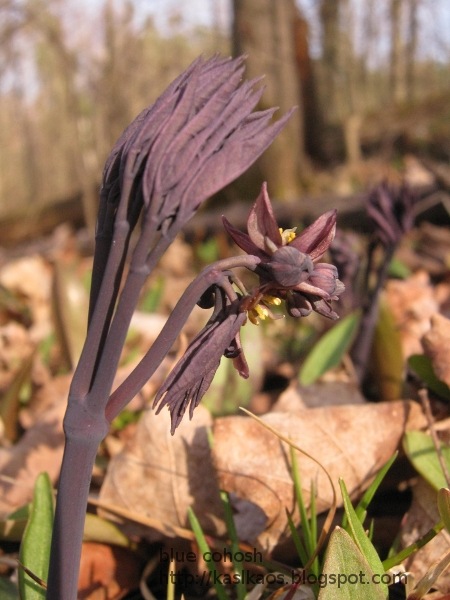[blue_cohosh72%255B4%255D.jpg]
