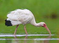 Oiled White Ibis