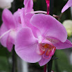 orchid 1.jpg