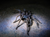 South Africa - 027.JPG