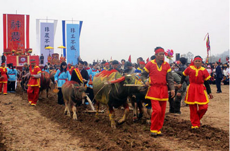 ca lau nong dan trau ca lau nong dan trau
