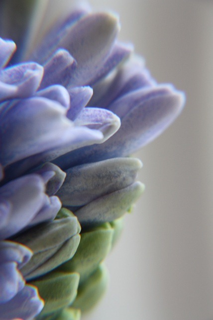 [hyacinth.%255B5%255D.jpg]