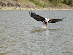 Baringosee