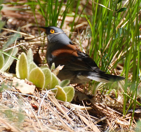 15. YE junco-kab 15. YE junco-kab