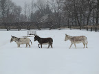 And then we turn and go this way.  In fact, we like to blaze trails through the snow all day long!10