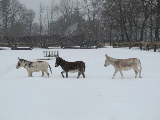 And then we turn and go this way.  In fact, we like to blaze trails through the snow all day long!10