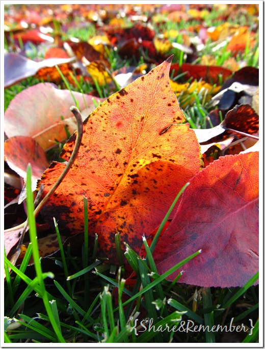 leaves08