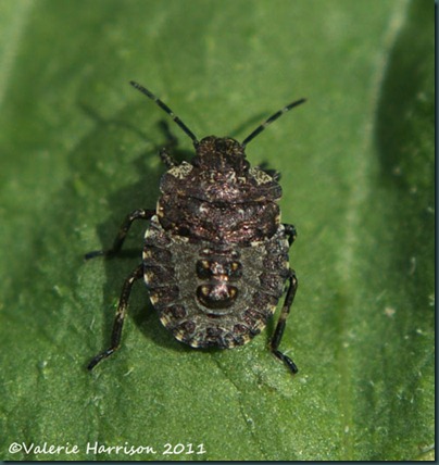 Forest Bug Pentatoma rufipes