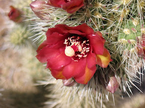 Closeup. Don't touch!!
