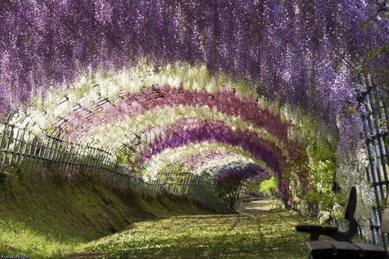 حديقة زهرة الحب Ashikaga-flower-park-10%255B2%255D