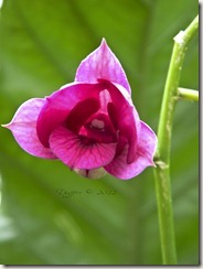 Unfolding Pink Orchid