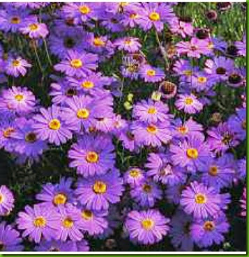 Swan River Daisy Swan River Daisy