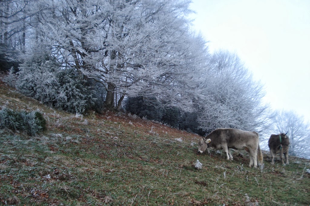 [2013-21-11--Puig-de-Miralles-1465.jpg]