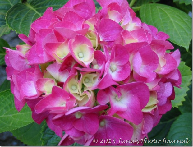 Bright Pink Hydrangea