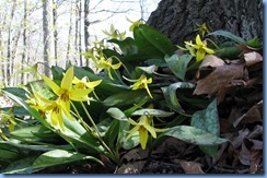 IMG_4341 Bronte Creek Provincial Park Dog Tooth Violet