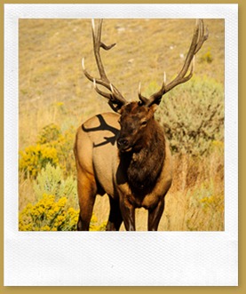 Elk (Wapiti) (Cervus canadensis