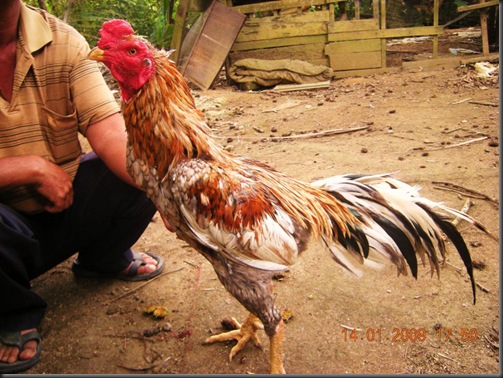 Cara Merawat Kulit dan Bulu Ayam Laga teukuics