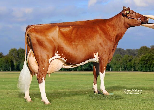 Glenbrook Buttercup_5x7.jpg