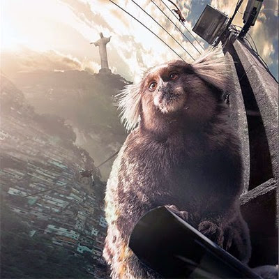Hidden-Kingdoms-Common-marmoset Hidden Kingdoms Common marmoset