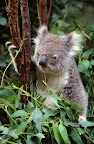 Sprachaufenthalt Australien