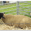 Sheep 014.jpg