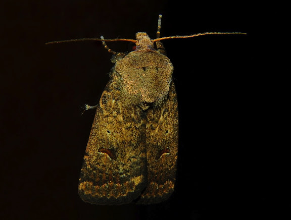 Hétérocères d'Australie - Noctuidae : Heliothinae : Helicoverpa punctigera WALLENGREN, 1860. Umina Beach (NSW, Australie), 13 octobre 2011. Photo : Barbara Kedzierski