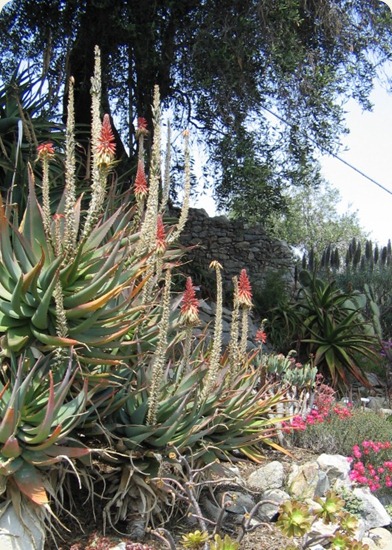 Botanical Gardens Hanbury8 Giardini botanici Hanbury8
