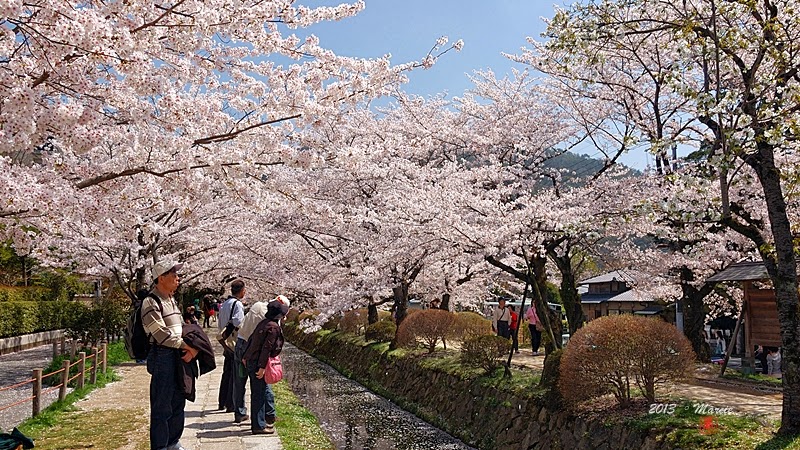 京都白川疏水櫻花