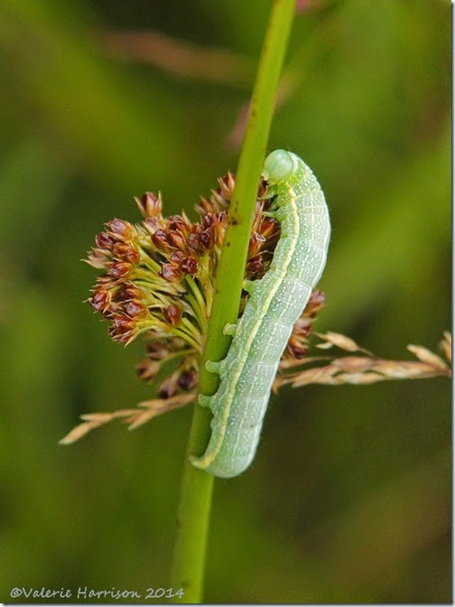 hebrew character caterpillar