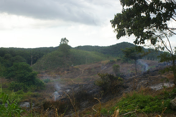 Ladang à l'ouest de Sukau. 11 août 2011. Photo : J.-M. Gayman